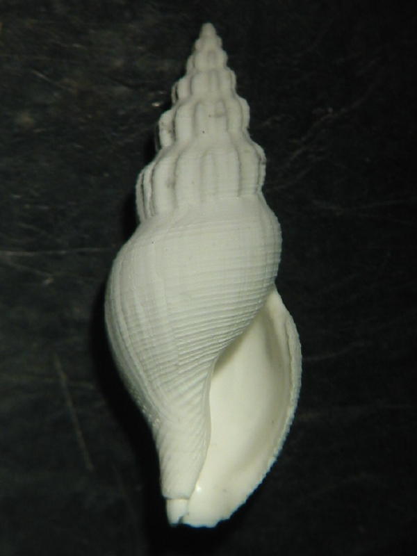 Comarmondia stria