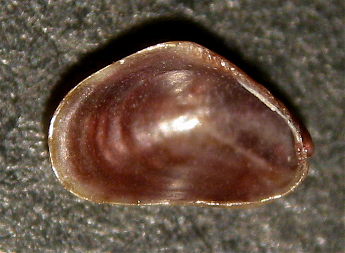 Musculista senhousia?