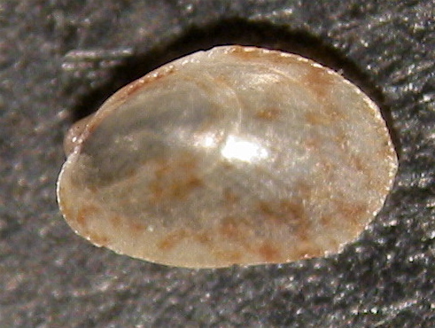 Musculus o Modiolarca?