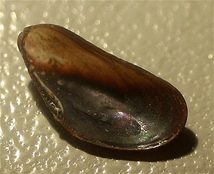 Musculista senhousia?