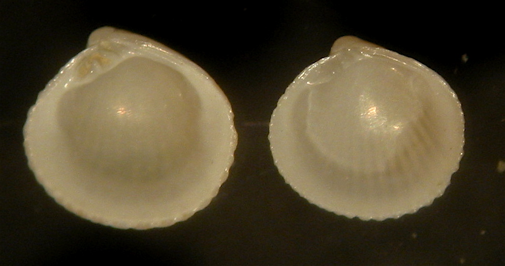 Microbivalvi ripascimento Ladispoli (2,1)