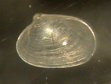 Microbivalvi ripascimento Ladispoli (3,2)