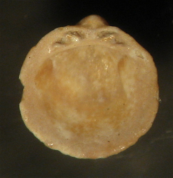 Microbivalvi ripascimento Ladispoli (3,3)