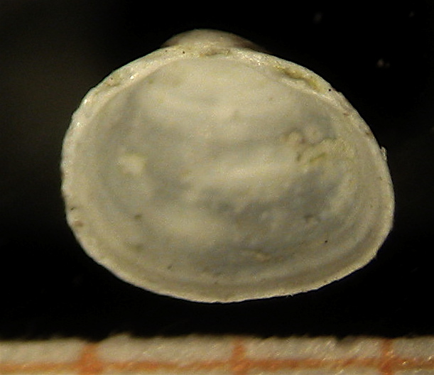 Pisidium nitidum