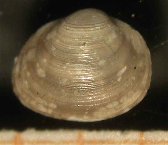 Pisidium nitidum