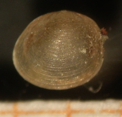 Pisidium pseudosphaerium