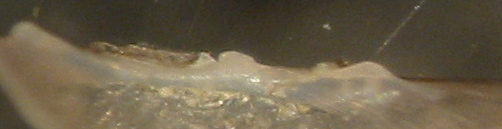 Pisidium personatum