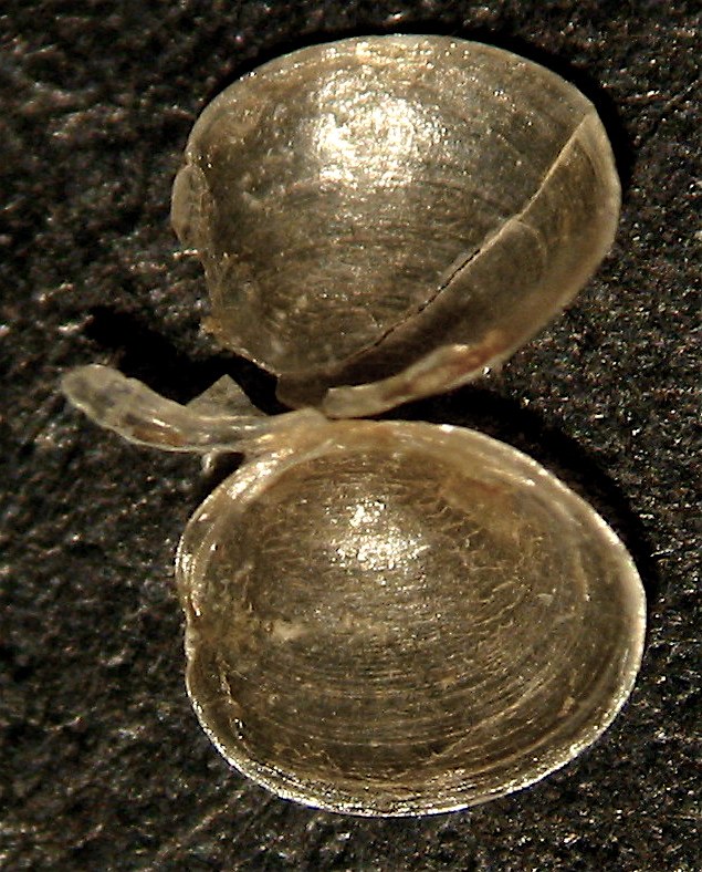 Pisidium pseudosphaerium