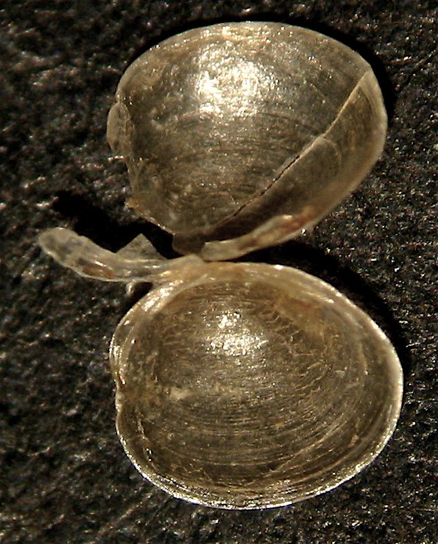 Pisidium pseudosphaerium