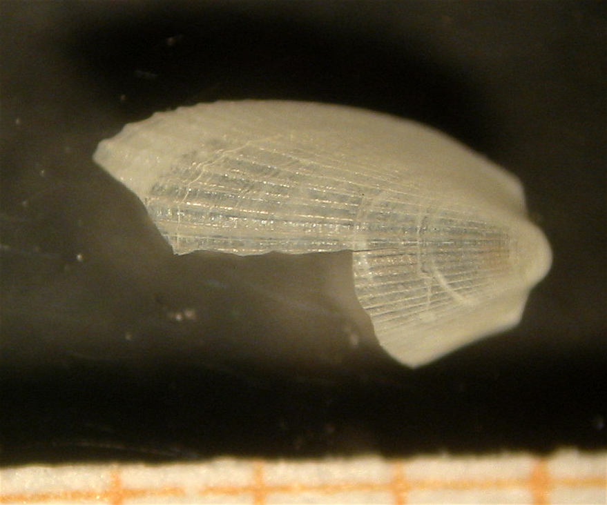 Limatula subauriculata - Zannone