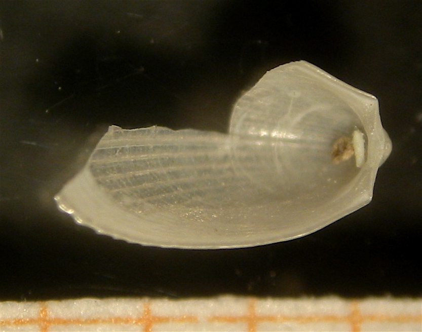 Limatula subauriculata - Zannone