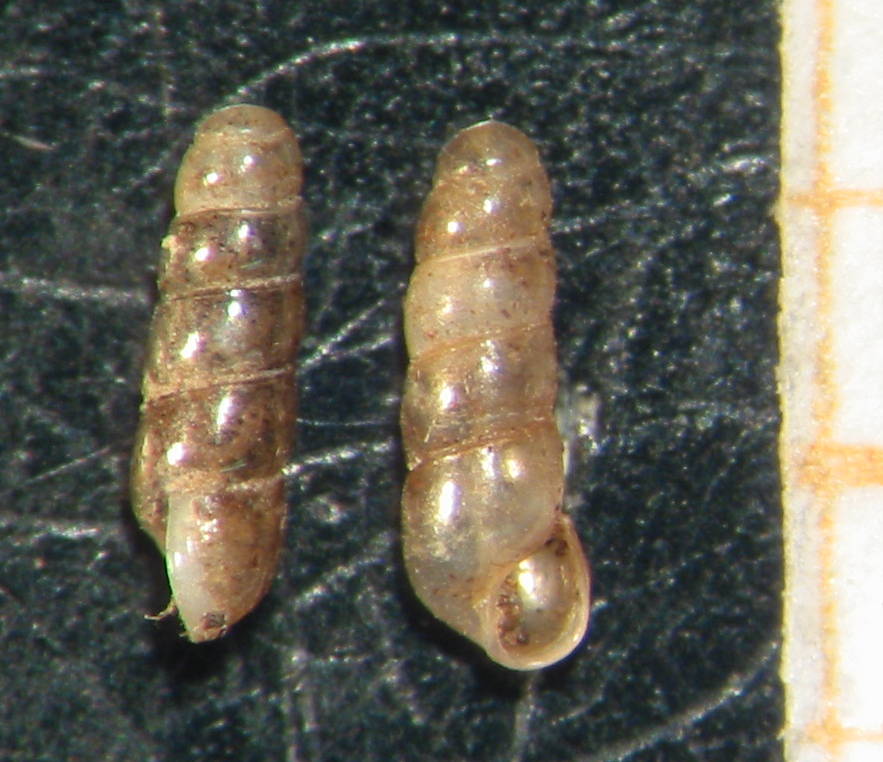 Platyla sp.