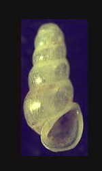 tabella Famiglia Hydrobiidae