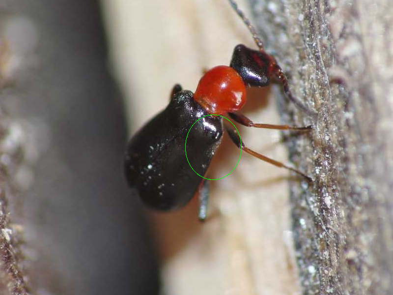 Anthicidae o Malachidae? Troglops silo (cfr.)