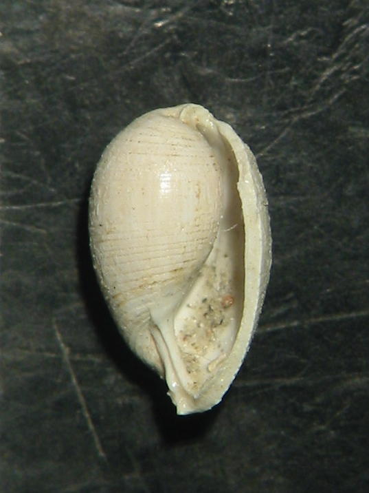 Roxania