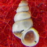 tabella Famiglia Hydrobiidae