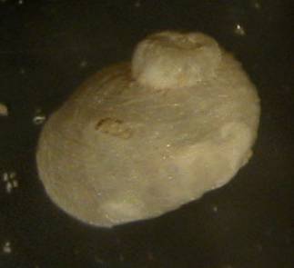 Sinezona cingulata - Zannone