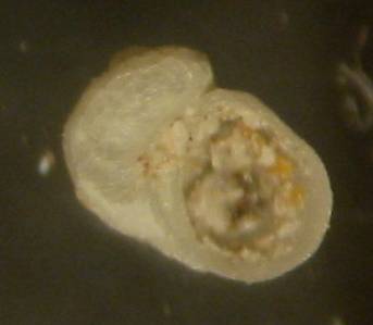 Sinezona cingulata - Zannone