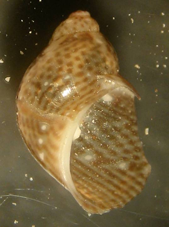 Tricolia tenuis - Zannone