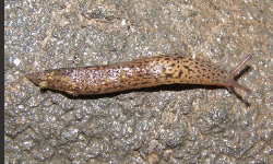 Tabella genere Limax