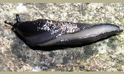 Tabella genere Limax