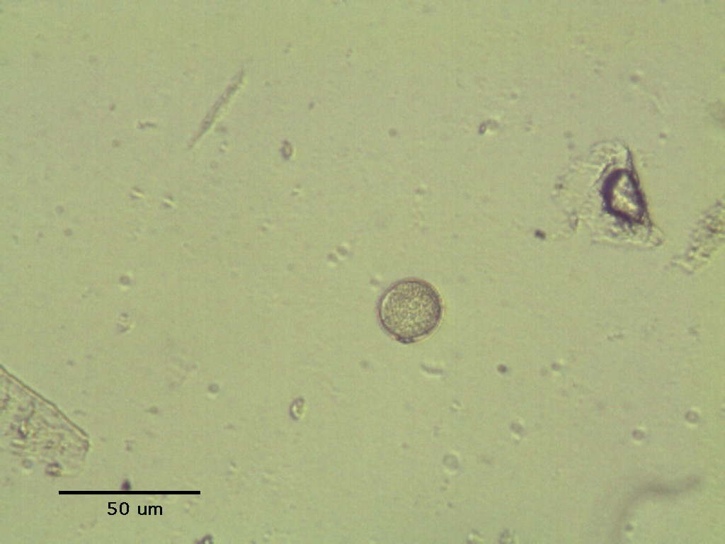 alga circolare