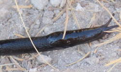 Tabella genere Limax