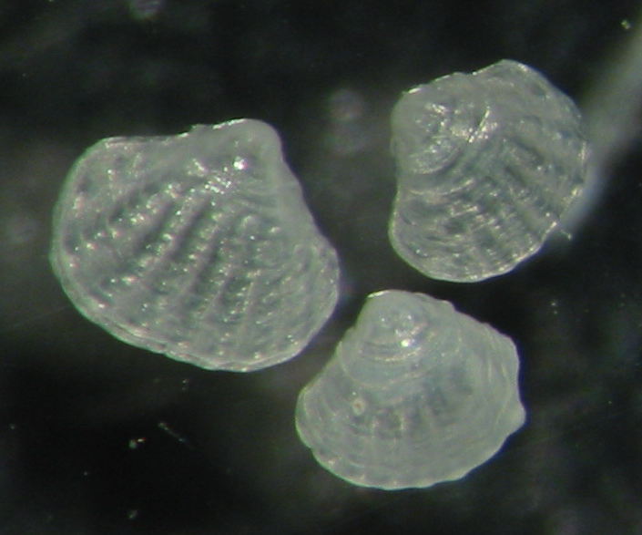 microbivalve corsica