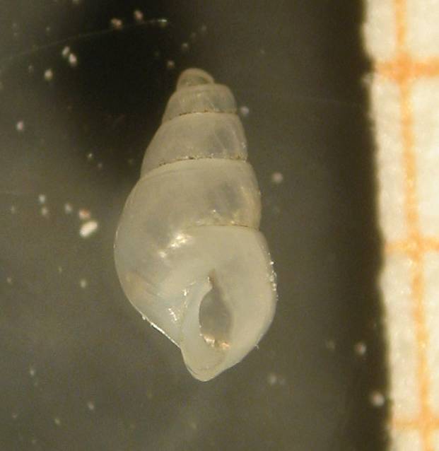 Odostomia carrozzai - Zannone