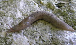 Tabella genere Limax