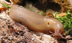 Tabella genere Limax