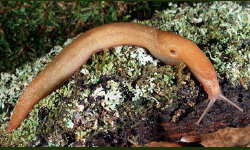 Tabella genere Limax