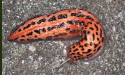 Tabella genere Limax