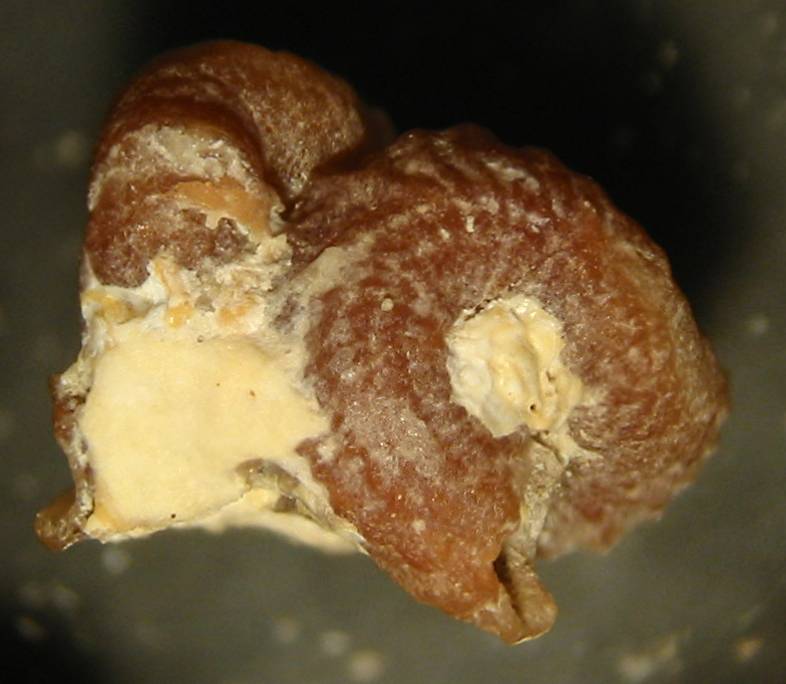 Petaloconchus glomeratus - Zannone
