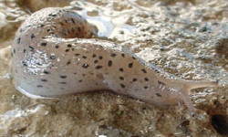 Tabella genere Limax