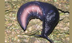 Tabella genere Limax