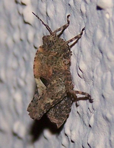 Ortottero militare: Tetrigidae: Tetrix bipunctata