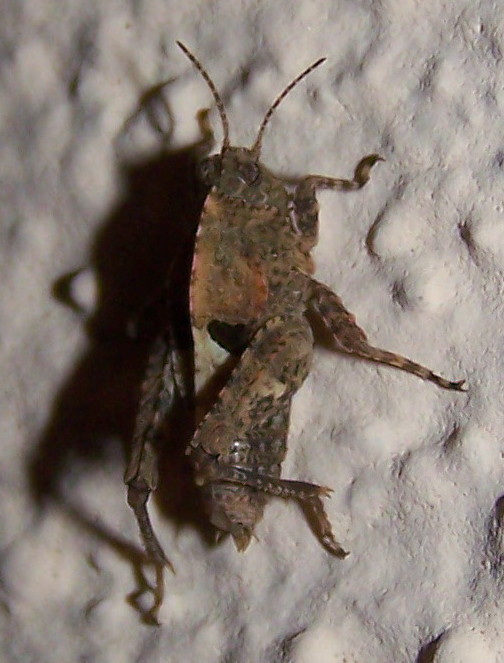 Ortottero militare: Tetrigidae: Tetrix bipunctata