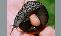 Tabella genere Limax