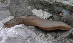 Tabella genere Limax