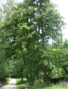 Alnus glutinosa