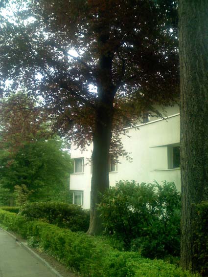 albero rosso da determinare