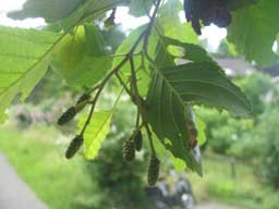 Alnus glutinosa