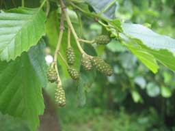 Alnus glutinosa
