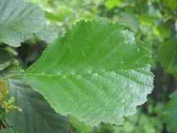 Alnus glutinosa
