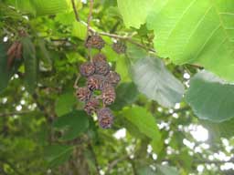 Alnus glutinosa