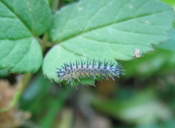 Possibile larva di Periclista sp. (Tenthredinidae)