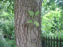 Alnus glutinosa