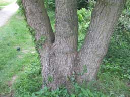 Alnus glutinosa