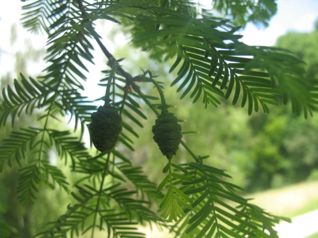 albero da identificare